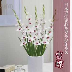 【予約・早割】 グラジオラス 球根 春植え 【日本で生まれたグラジオラス】 雪蝶 5球 gladiolus 花の大和 【3月中旬より順次発送】