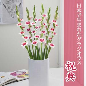 グラジオラス 球根 春植え 【日本で生まれたグラジオラス】 祝典 5球 gladiolus 花の大和