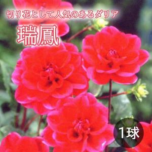 ダリア 球根 春植え 【 カット フラワー ダリア】 瑞鳳 ずいほう 1球 dahlia 花の大和