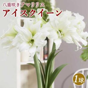 アマリリス 球根 巨大輪 八重咲き 【 アイスクイーン 】1球 鉢植え 地植え 花壇 amaryllis 花の大和