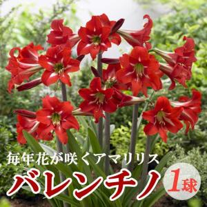 アマリリス 球根 春植え 毎年花が咲く 【 バレンチノ 】1球 赤 鉢植え 地植え 初心者 amaryllis 花の大和