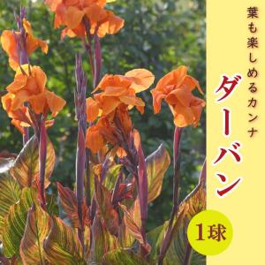 【予約・早割】 カンナ 球根 葉も楽しめるカンナ 【 ダーバン 】 1球 カラーリーフ 春植え 毎年花が咲く 鉢植え canna 花の大和 【4月上旬より順次発送】