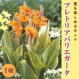【予約・早割】 カンナ 球根 葉も楽しめるカンナ 【 プレトリア バリエガータ 】 1球 カラーリーフ 春植え 毎年花が咲く 花の大和 【4月上旬より順次発送】
