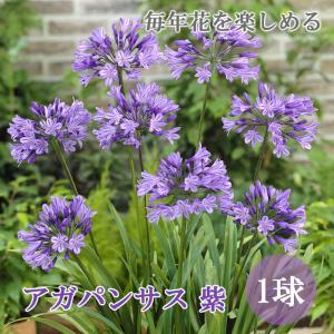 【予約・早割】 毎年花が咲く【 アガパンサス 紫 】 球根 1球 春植え 植えっぱなし 初心者向き 育てやすい 鉢植え 地植え 花の大和 【3月中旬より順次発送】