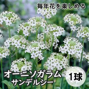 毎年花が咲く【 オーニソガラム サンデルシー 】 球根 １球 春植え 植えっぱなし オオアマナ 鉢植え 花の大和