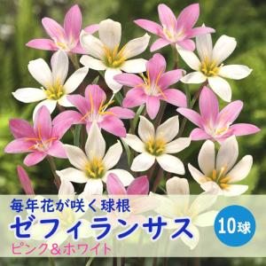 毎年花が咲く【 ゼフィランサス ピンク ＆ ホワイト 】 球根 10球 春植え 植えっぱなし 2色混合 育てやすい 花の大和