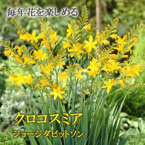 毎年花が咲く【 クロコスミア ジョージダビットソン 】 球根 ８球 春植え 植えっぱなし 初心者向き 鉢植え 花の大和