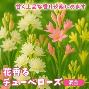 【予約・早割】【 チューベローズ 混合 】 球根 春植え 4球 花香る球根 芳香 香り 鉢植え 庭植え 育てやすい 花の大和 ３月中旬より順次発送