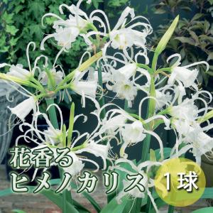 【 ヒメノカリス 】 球根 春植え 1球 花香る球根 芳香 香り 鉢植え 庭植え 育てやすい 花の大和