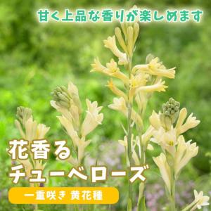 【予約・早割】【 チューベローズ 一重咲き 黄花種 】 球根 春植え 1球 花香る球根 芳香 香り 鉢植え 庭植え 育てやすい 花の大和 ３月中旬より順次発送