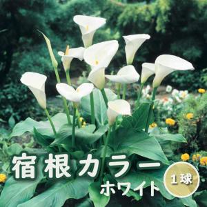 【予約・早割】 【 宿根 カラー 】 球根 1球 湿地性品種 白 ホワイト 春植え 植えっぱなし Calla 花の大和 【3月中旬より順次発送】