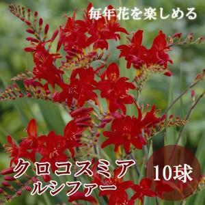 【予約・早割】 毎年花が咲く【 クロコスミア ルシファー 】 球根 10球 春植え 植えっぱなし 初心者向き 育てやすい 鉢植え 花の大和 【3月中旬より順次発送】