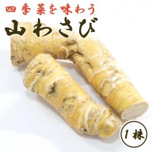 山わさび 1株 種株 種球根 家庭菜園 ホースラディッシュ わさび 山葵 野菜 山菜 花の大和