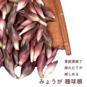 みょうが 国産 種球根 180ｇ ミョウガ 茗荷 種株 家庭菜園 プランター栽培 ヘルシー 花の大和