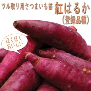 さつまいもの苗 安納こがね150本 令和8年度切り苗 安納芋こがね(白皮) 苗 10本 切り苗 ○さつまいも苗