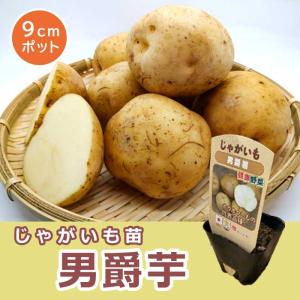 【予約・早割り】 苗 じゃがいも ポット植え 男爵芋 9ｃｍポット 野菜 ジャガイモ 馬鈴薯 家庭菜園 プランター栽培 【4月上旬より順次発送】｜hananoyamato-online