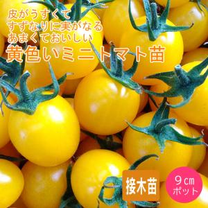 【予約・早割】接木 野菜 苗 うす皮鈴なり黄色いさくらんぼトマト ミニトマト 9ｃｍポット やさい プチトマト mini tomato【４月後半より順次発送】