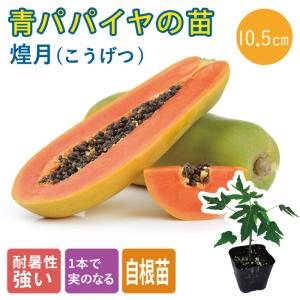 【予約・早割】青パパイヤ 苗 煌月 10.5ｃｍポット 野菜 パパイヤ パパイア トロピカル【5月中旬より順次発送】