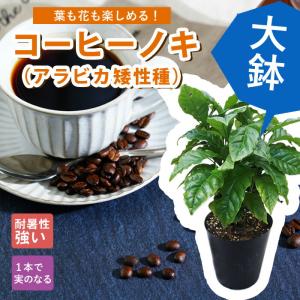 アラビカ種　コーヒー特大苗木　コーヒーの木　コーヒー コーヒーの木 5号ポット苗 : 苗木部 花ひろばオンライン - 通販