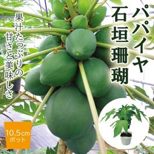 【予約・早割】青パパイヤ 苗 石垣珊瑚 10.5ｃｍポット 野菜 パパイヤ トロピカル メリクロン苗 登録品種 【5月中旬より順次発送】