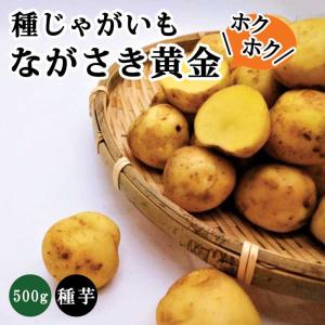 今期品薄 じゃがいも 種イモ「ニシユタカ 10kg」(長崎県産)＼マツコの
