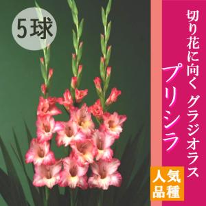 グラジオラス 球根 春植え 【プリシラ】5球 人...の商品画像