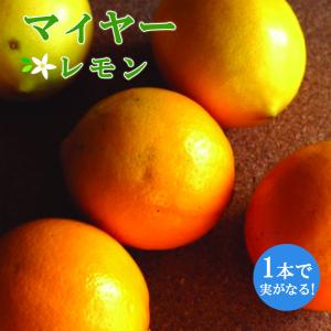 璃の香】 素掘り苗 2年生接木苗 レモン ※納期指定:発送予定2026年