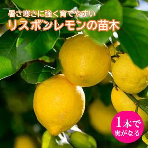 国華園 有用植物苗 レモン 【レモン21】 2株 / 家庭菜園 檸檬 れもん