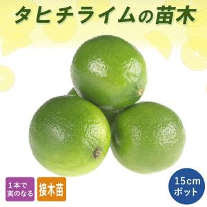 沖縄柑橘 タルガヨー ：果樹苗 柑橘苗 苗木 接木 苗 みかん 沖縄
