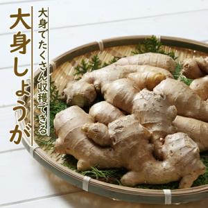 種球根 中国産 種ショウガ （ 種生姜 ） しょうが 大身 生姜 大身しょうが 約１ｋｇ｜hananoyamato-online