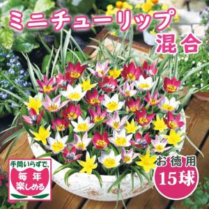 【10月上中旬より発送・早割】 原種 ミニ チュ...の商品画像