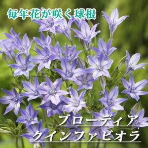 【10月上中旬より発送・早割】 ブローディア クインファビオラ 球根 10球 植えっぱなし 秋植え 寄せ植え プランター 花壇 毎年花が咲く 花の大和