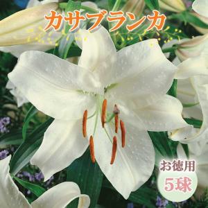 【10月上中旬より発送・早割】 カサブランカ 球根 【 お徳用 5球】 オリエンタル リリー 白 ユリ lily 百合 秋植え 冬植え 花の大和