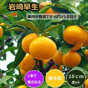 みかん 苗木 岩崎早生 15cmポット 接木 苗...の商品画像