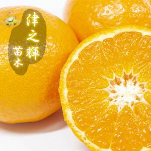 みかん 苗木 【津之輝 （つのかがやき） ［登録品種］】 1年生 接ぎ木