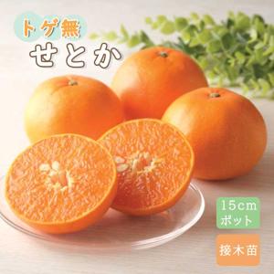 せとか】 柑橘大苗 4年生接木苗 柑橘 ※納期指定:発送予定 せとか】 柑橘大苗 4年生接木苗 柑橘 ※納期指定:発送予定