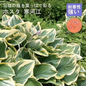 ホスタ（ギボウシ） 品種見計らいセット 5種5株 4号(12cm)ポット植え