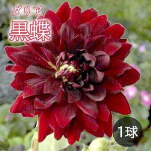 ダリア 球根 春植え 【 黒蝶 】 こくちょう 1球 大輪 dahlia 花の大和