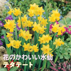 【10月上中旬より発送・早割】 花のかわいい ミニ 水仙 球根 【 テタテート 】3球 スイセン 寄せ植え コンテナ 鉢植え 花壇 秋植え 花の大和