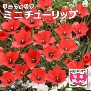 【10月上中旬より発送・早割】 原種 ミニ チューリップ 球根 リニフォリア 7球 植えっぱなし 毎年花が咲く 秋植え 花の大和