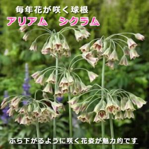【10月上中旬より発送・早割】 アリアム アリウム シクラム 球根 8球 植えっぱなし 秋植え 寄せ植え プランター 花壇 毎年花が咲く 花の大和