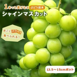 シャインマスカット】 4年生挿木苗 ブドウ [果樹苗木 葡萄 ぶどう 