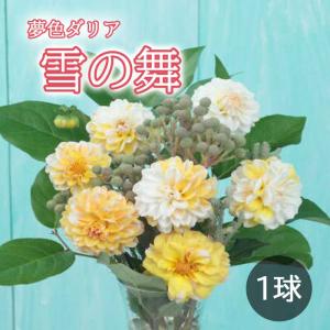 ダリア 球根 春植え 【夢色ダリア】 雪の舞 ゆきのまい 1球 変化に富んだ色合い dahlia 花の大和