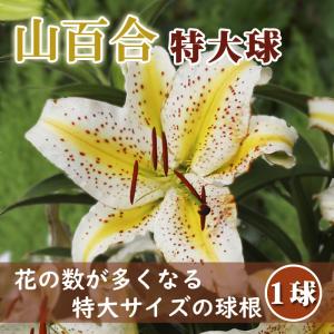 【10月上中旬より発送・早割】 花数が多い 山百合 球根 【 特大球 】1球 オーラタム ゴールドバンド 百合 ヤマユリ Lilly リリー ゆり 花の大和