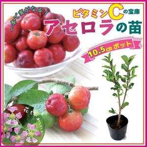 アセロラ 苗 10.5ｃｍポット トロピカル 果樹 挿し木