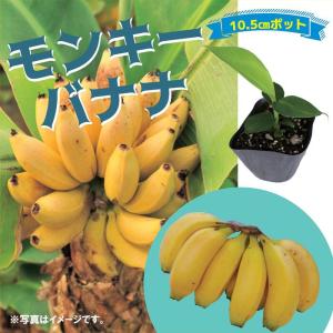 バナナ苗 品種：ホムトンコム : ちたフルーツビレッジ - 通販 - Yahoo