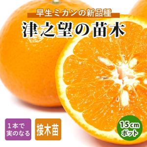 【46】津之輝 3年生 登録品種 苗木 楽天市場】みかん 苗木 【津之輝】 3年生接木大苗 【産地で剪定済 1.1m
