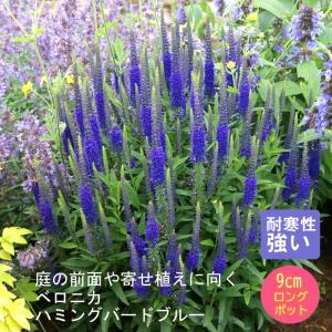 宿根草 苗 ベロニカ ハミングバードブルー 9ｃｍロングポット （登録品種） バラに合う しゅっこんそう 多年草