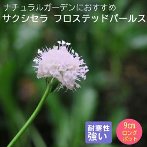 宿根草 苗 サクシセラ フロステッドパールス 9ｃｍロングポット バラに合う しゅっこんそう 多年草 ペレニアル