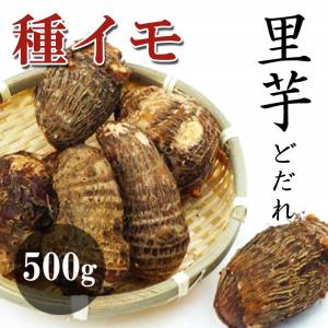 【予約・早割】里芋 【 中国産 さといも 土垂 （ どだれ ）】 種球根 約500ｇ 家庭菜園 サトイモ プランター栽培 花の大和【３月中旬より順次発送】